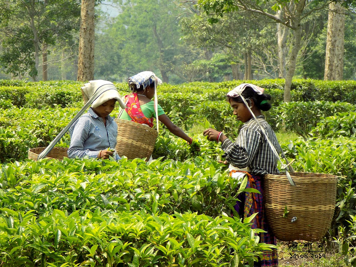 Behind the Tea Leaves: The Hidden Costs of Women’s Labour in Bangladesh’s Tea Gardens
